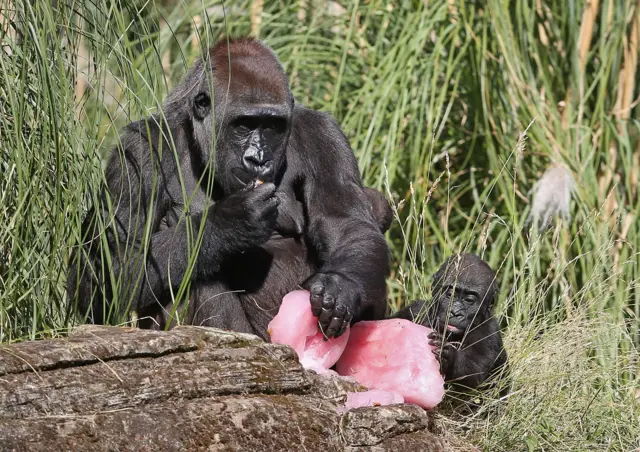 Mjukuu with her babies Alika and Gerno