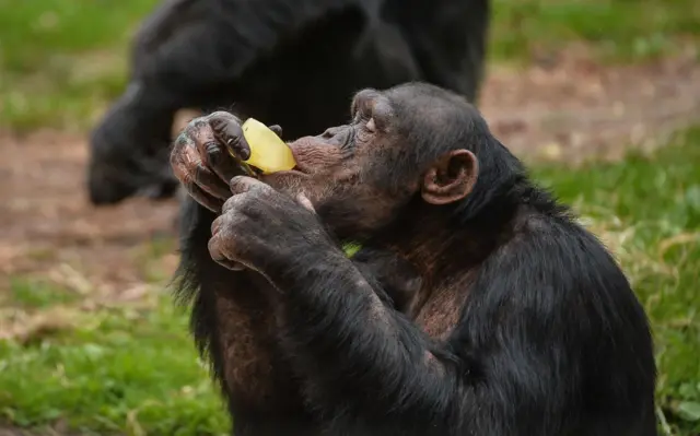 Chimp eating ice block