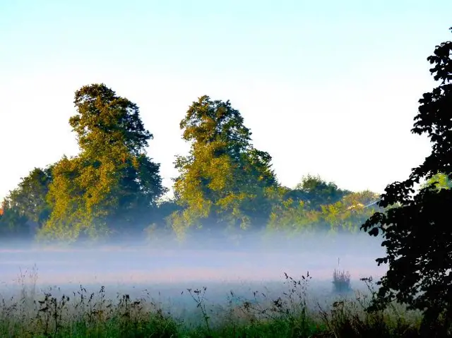 Early morning mist