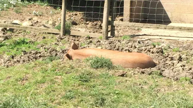 Pig