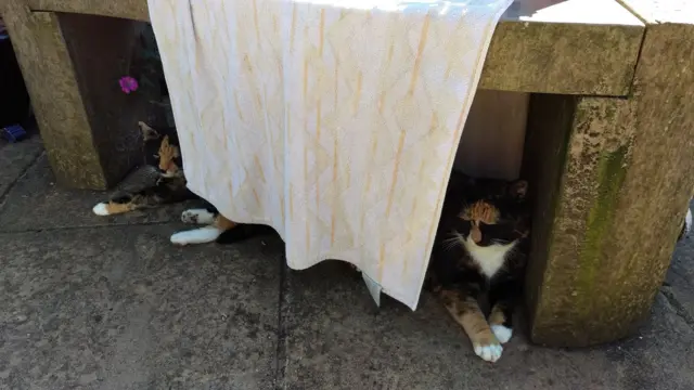 cats cool off in heatwave