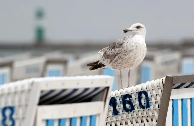 Seagull