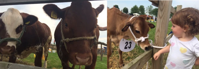 Cows at Driffield Show