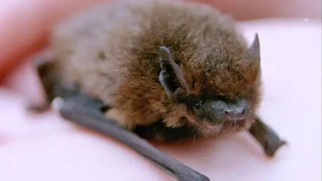 A pipistrelle bat