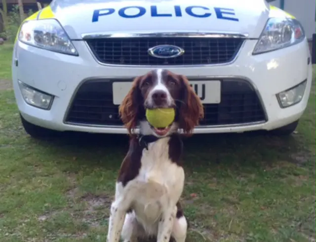 Maggie, the police dog