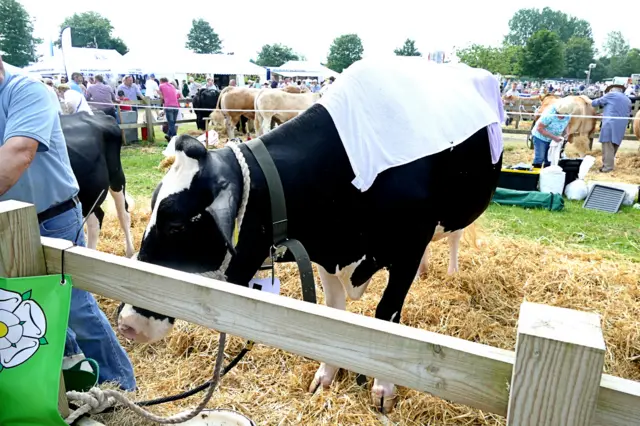 Cow cooling off with wet towels