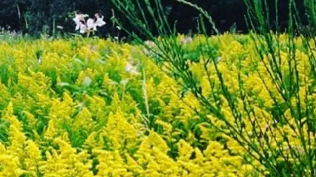 Wildflowers between Cauldon Canal and the River Trent between Birches Head and Bucknall