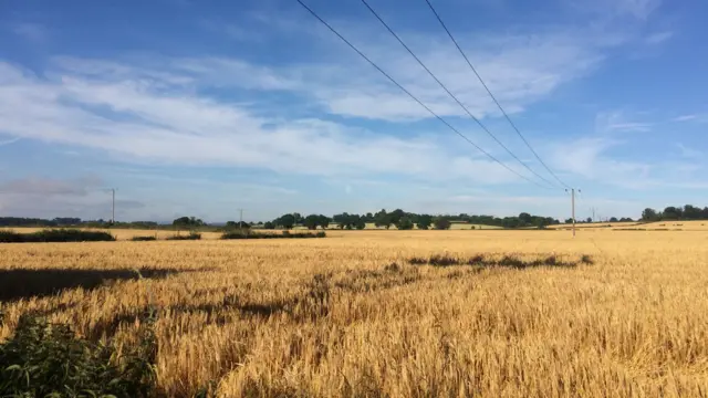 Field with crops in it