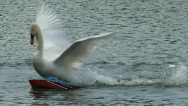 Swan attacking boat