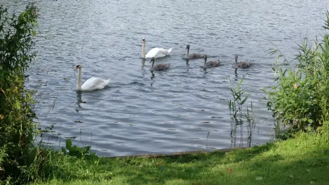 Swans and cygnets