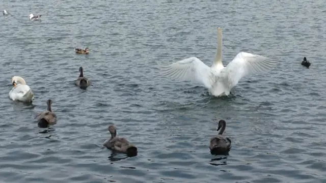 Swan with outstretched wings