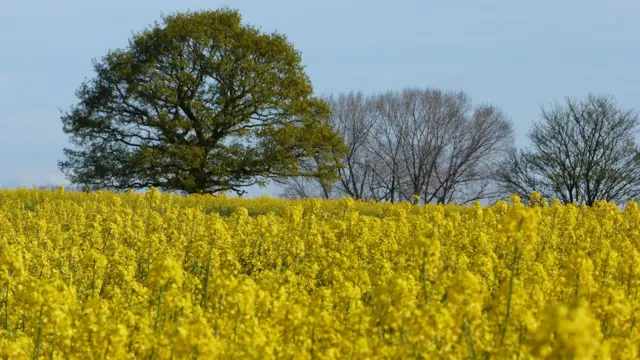 "Custard Fields" in Bridgemere