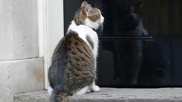 Larry the cat at 10 downing street