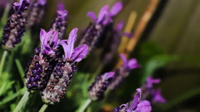 Lavender in her garden in Kingsley, Staffordshire