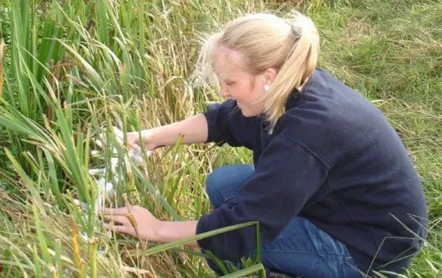 Lauren Lane releases fen raft spiderlings into a protected habitat