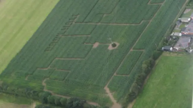 Maize maze at Park Hall