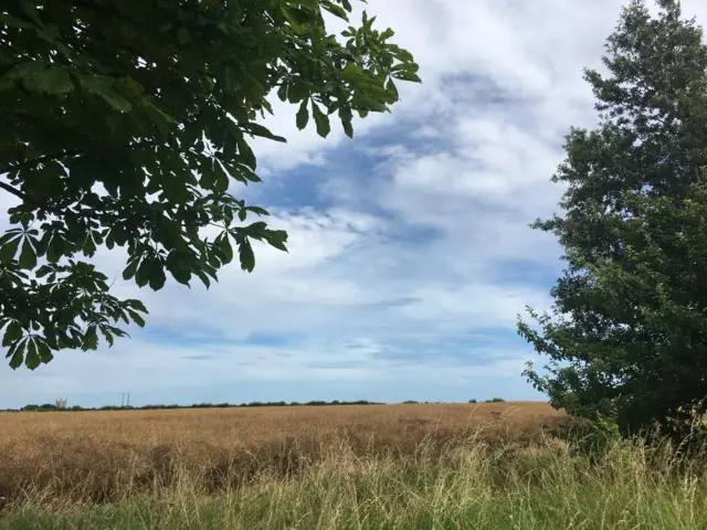 A field of golden crops, blue sky with clouds