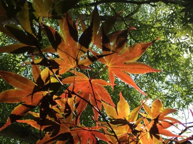 Leaves in the sunlight