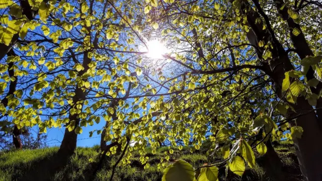 Trees at Tittensor