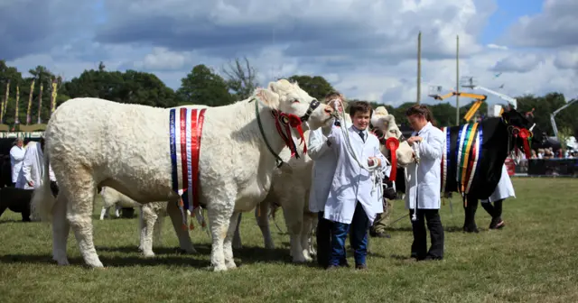 New Forest show 2015