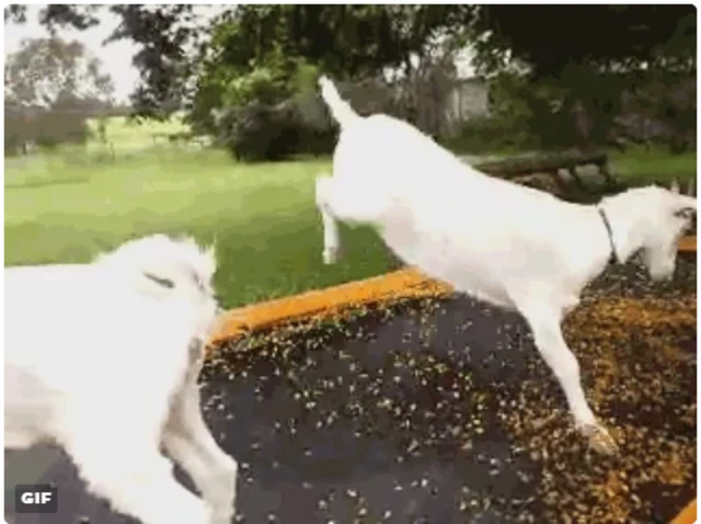 Goat on a trampoline