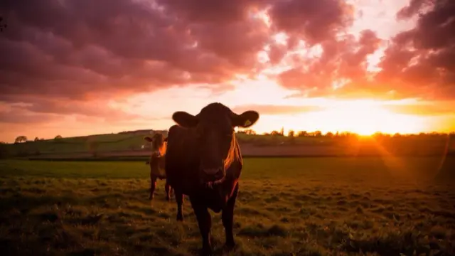 Cattle at sunset around Audley