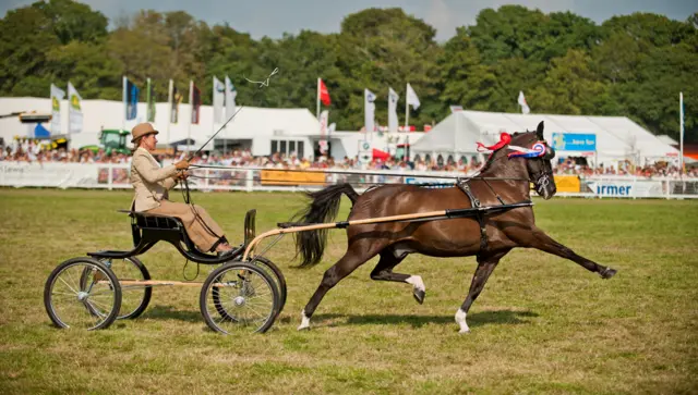 New Forest show