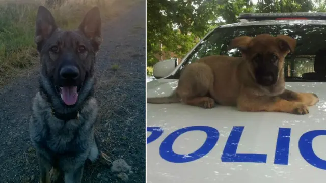 Police dog Blade now, left, Blade as a puppy, right