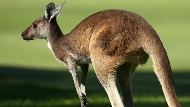 Kangaroo