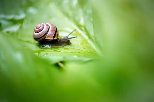 Snail on a leaf