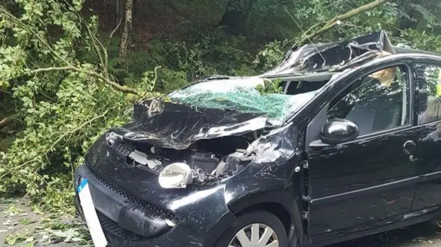 Crushed car under tree branches