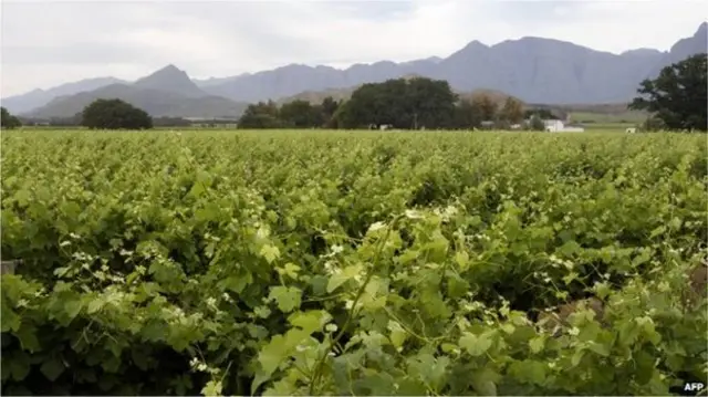 Farm in South Africa