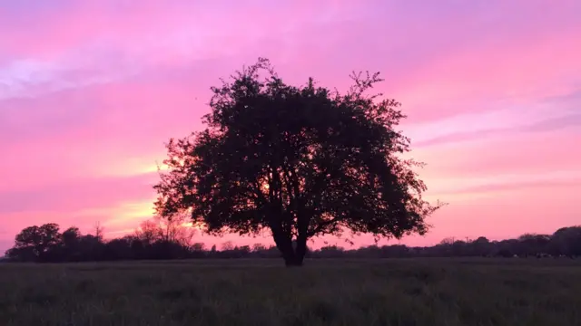 Sunset at 'the tree' on Witter's Field in Wistaston