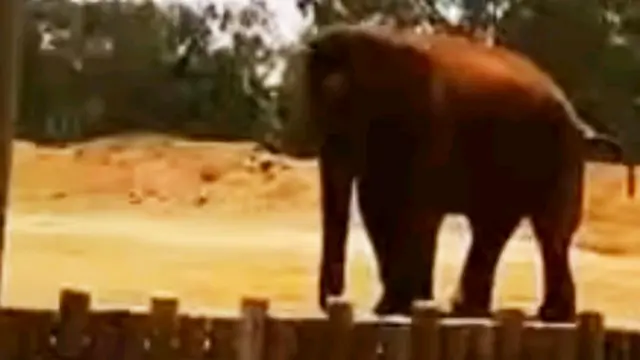 Elephant at Rabat Zoo