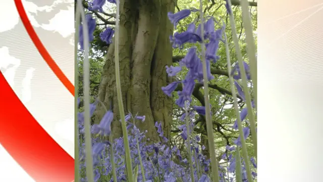 Flowers in woodland near Biddulph