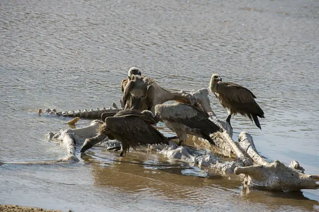 Vultures feeding on remains of a dead giraffe in South Africa