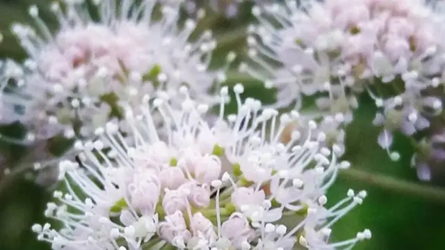 Flowers near the canal near Birches Head and Northwood