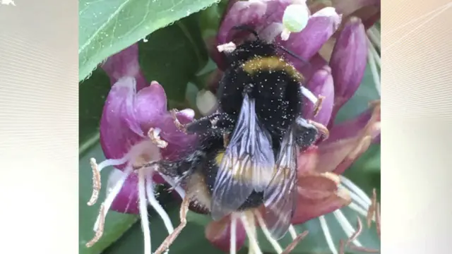 Bee at the back of the Foxley pub in Milton on the side of the canal.