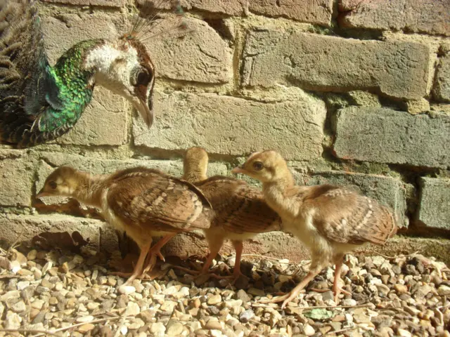 Pea hen and chicks