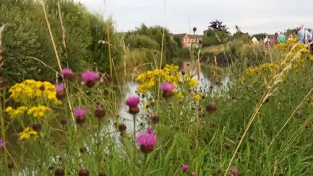 Jane Stanway walk along the canal, Sandbach