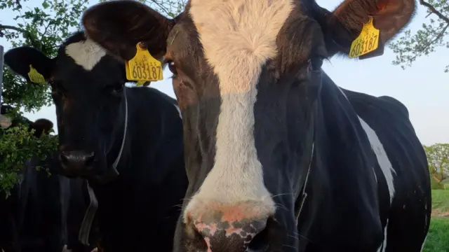 Curious cows