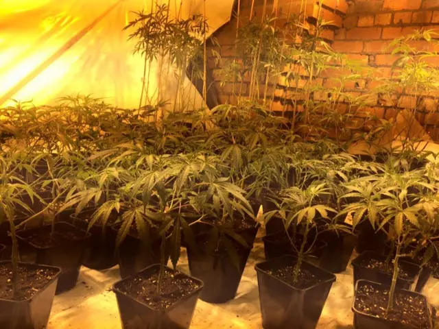 Cannabis farm