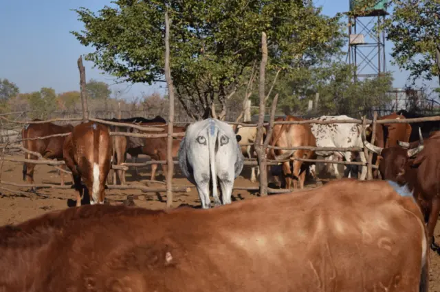 Painted eye on cow hindquarters