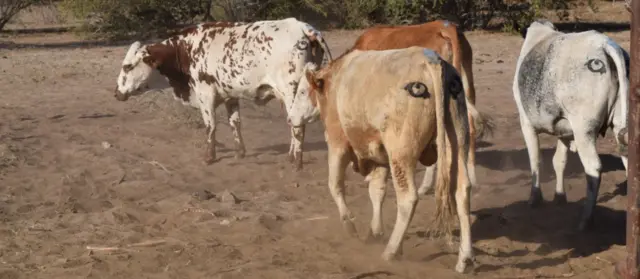 Eyes painted on cows hindquarters