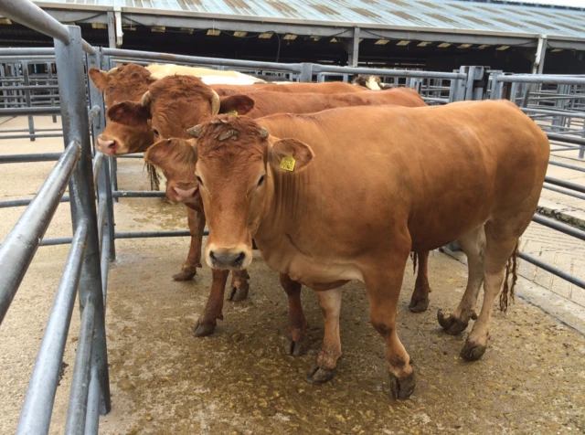 Derby cattle market