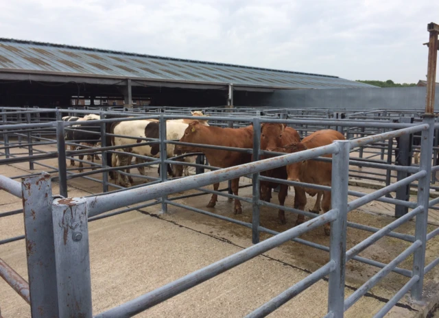 Derby cattle market