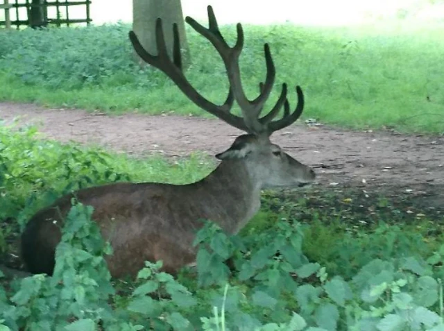 Deer at Ilkeston