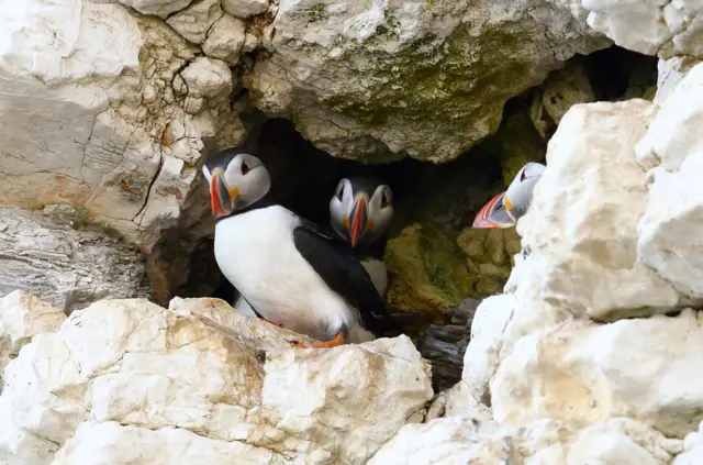 Puffins