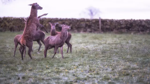 Deer in the Peak District