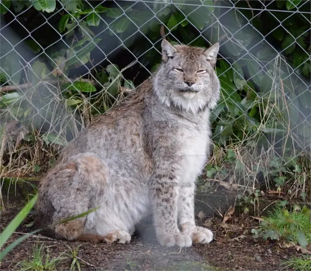 Lynx